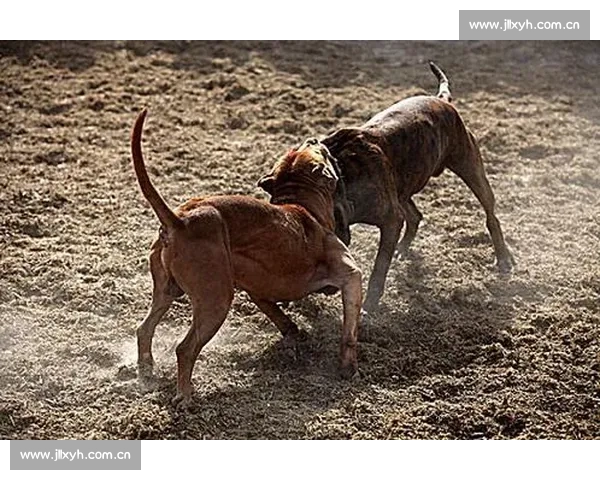 新疆传统斗狗竞技活动的文化背景与社会影响探究